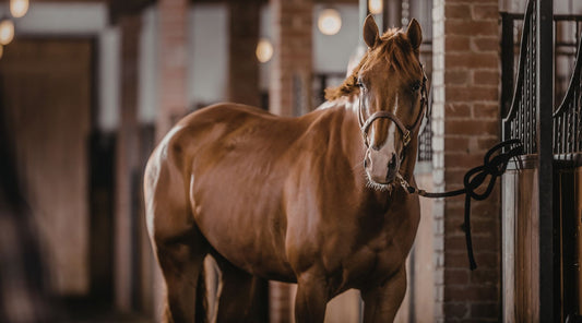 Braunes Pferd im Stall mit Halfter, Nahaufnahme im Reitstall Umfeld