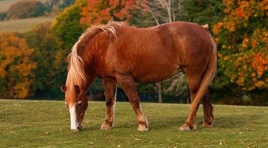 Pferd grast auf Wiese mit bunten Herbstbäumen